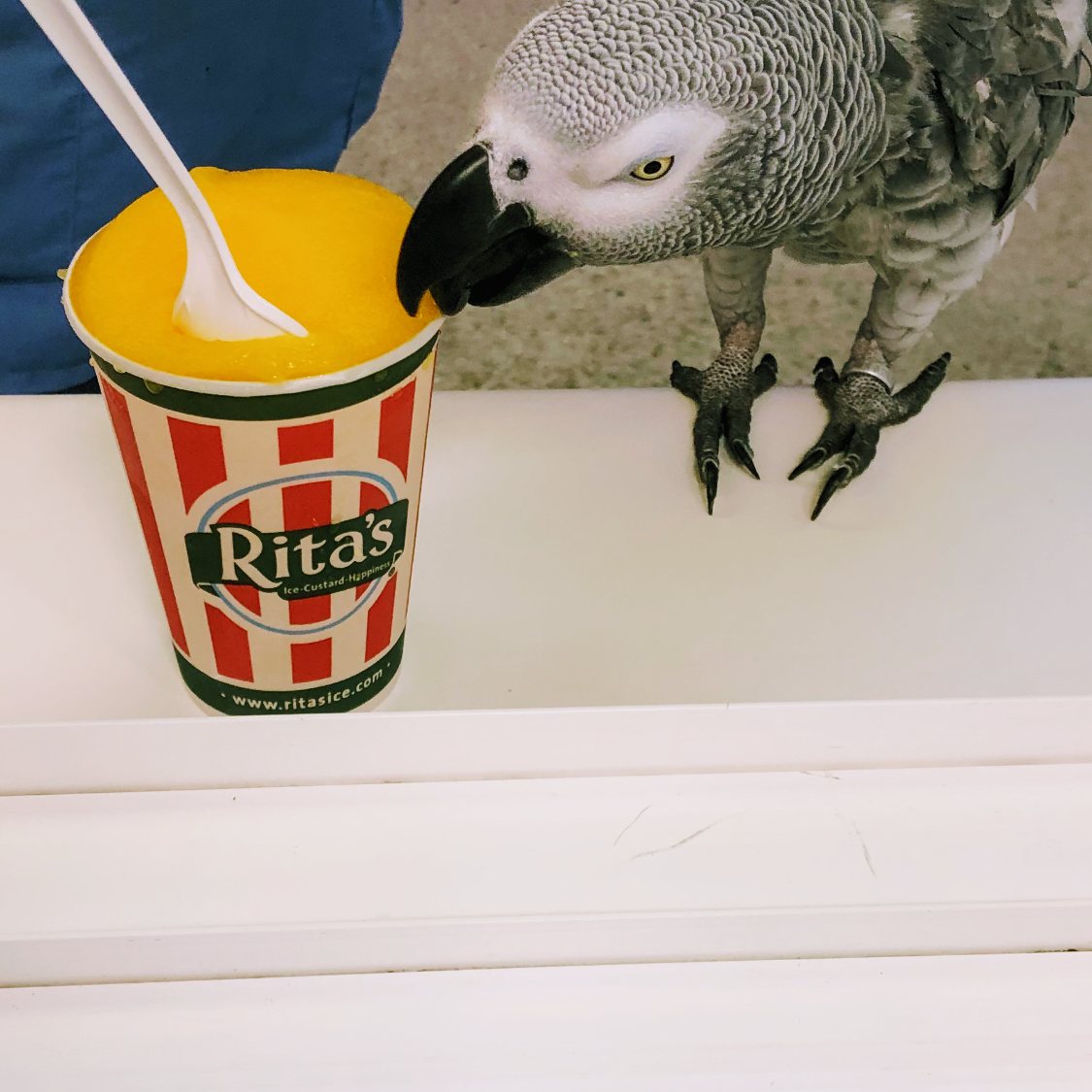 Rita's Italian Ice & Frozen Custard photo
