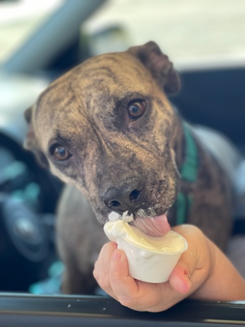 Causeway Ice Cream photo